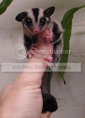 avatar_sugar-glider.jpg